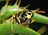 Wasp_March_2008-1