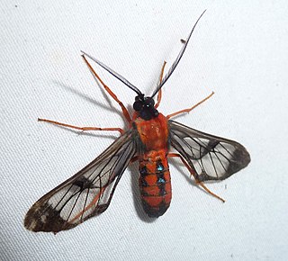 <i>Cosmosoma auge</i> Species of moth