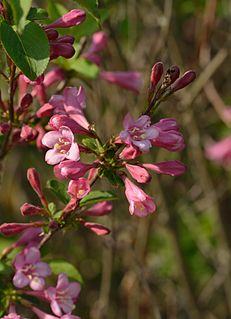 <i>Weigela</i> Genus of flowering plants in the honeysuckle family Caprifoliaceae