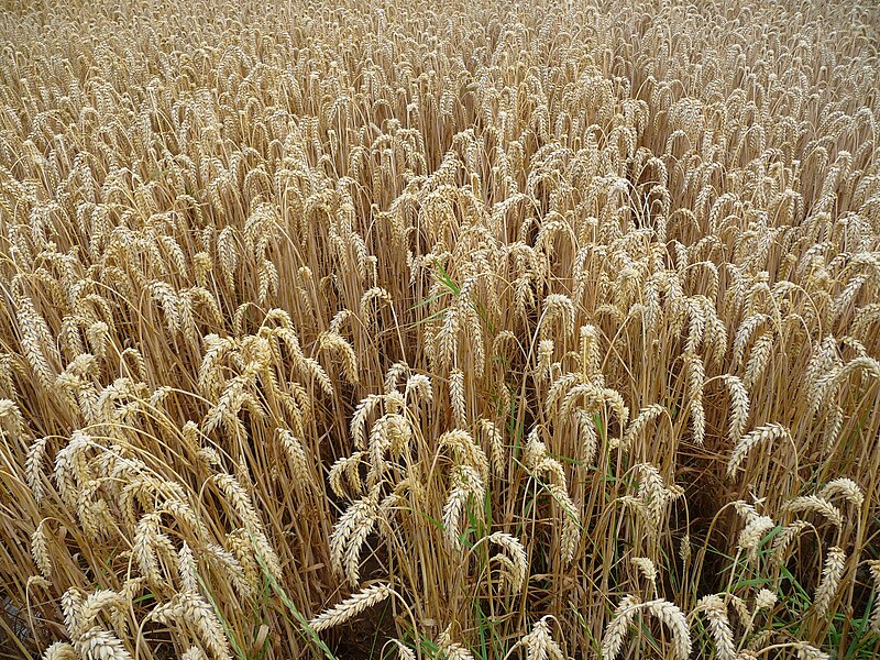 File:Weizenfeld Anfang Juli 2009.JPG