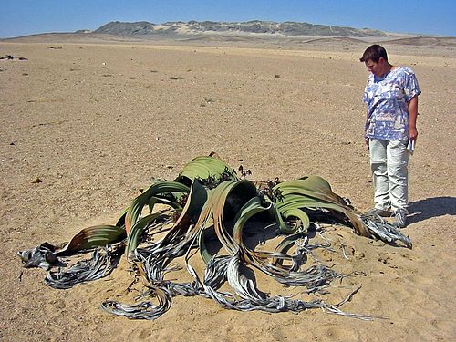 Welwitschia mirabilis(1).jpg