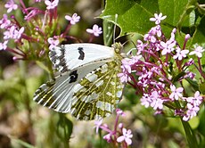 Batı Benekli Beyaz. Euchloe crameri - Flickr - gailhampshire.jpg