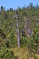 * Nomination Dead tree, Wiesfilz, Steingaden, Bavaria, Germany --Llez 06:17, 16 November 2023 (UTC) * Promotion  Support Good quality. --George Chernilevsky 15:32, 16 November 2023 (UTC)