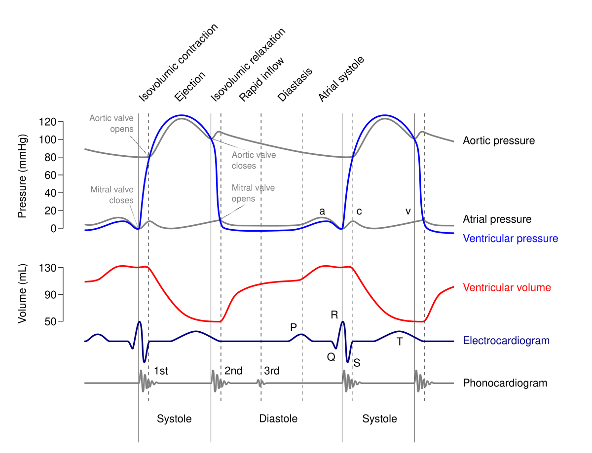 Isovolumetric Contraction Wikipedia