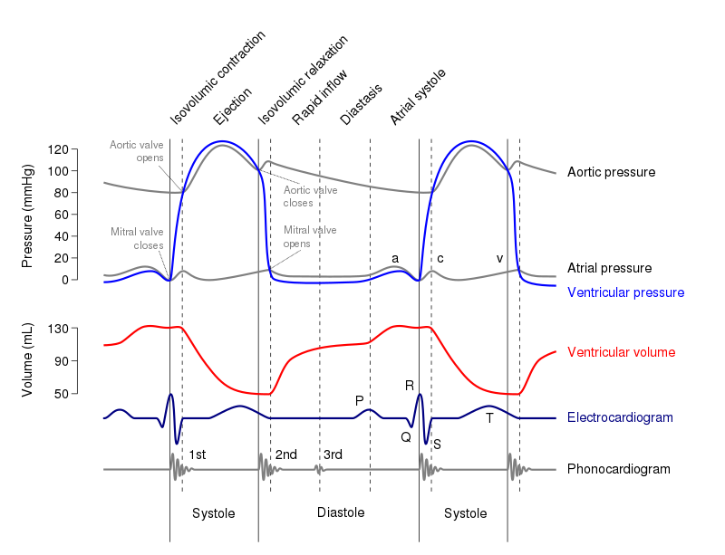 心跳是一种非正弦的周期性现象，亦可用频率描述。图中为两个周期。