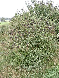 <i>Ligustrum vulgare</i> Species of flowering plant