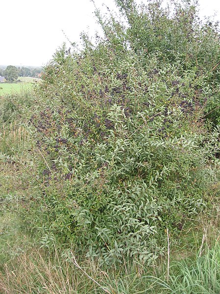 Файл:Wilde liguster (Ligustrum vulgare).jpg