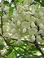 Wisteria brachybotrys 'Alba'