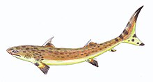 Restoration of the Permian shark Wodnika Wodnika striatula.jpg