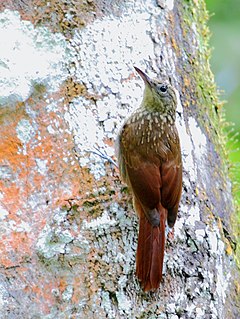 Ceara woodcreeper Species of bird