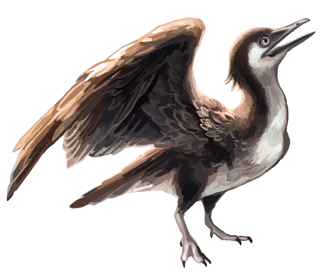 Yanornithiformes