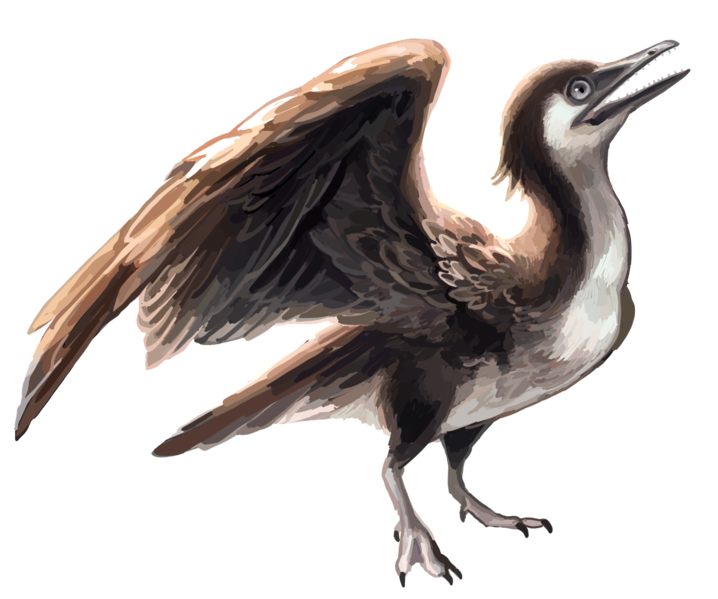 File:Yanornis recon.png