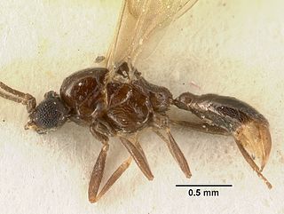 <i>Yavnella</i> Genus of ants
