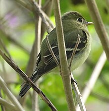 Yellow-bellied Flycatcher at Rancho Naturalista Baja - Costa Rica Yellow-bellied Flycatcher2.jpg
