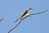 Yellow-billed Cuckoo (Coccyzus americanus) (5822528612).jpg