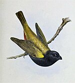 Yellow-shouldered Grassquit (Loxipasser anoxanthus) Illustrations of the birds of Jamaica (1849).jpg