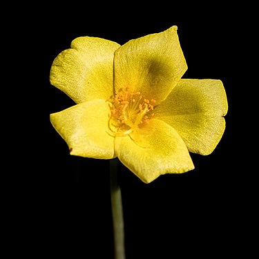 Yellow Portulaca flower in sunshine, on black background