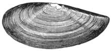 Illustration of the shell of a Yoldia limatula, or file yoldia Yoldia limatula illustration.png