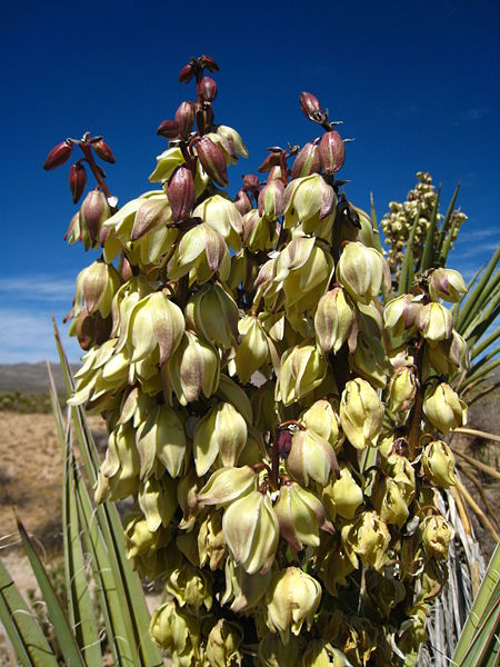 File:Yucca flowers close up.jpg