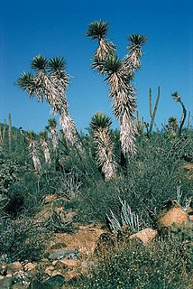 <i>Yucca valida</i>