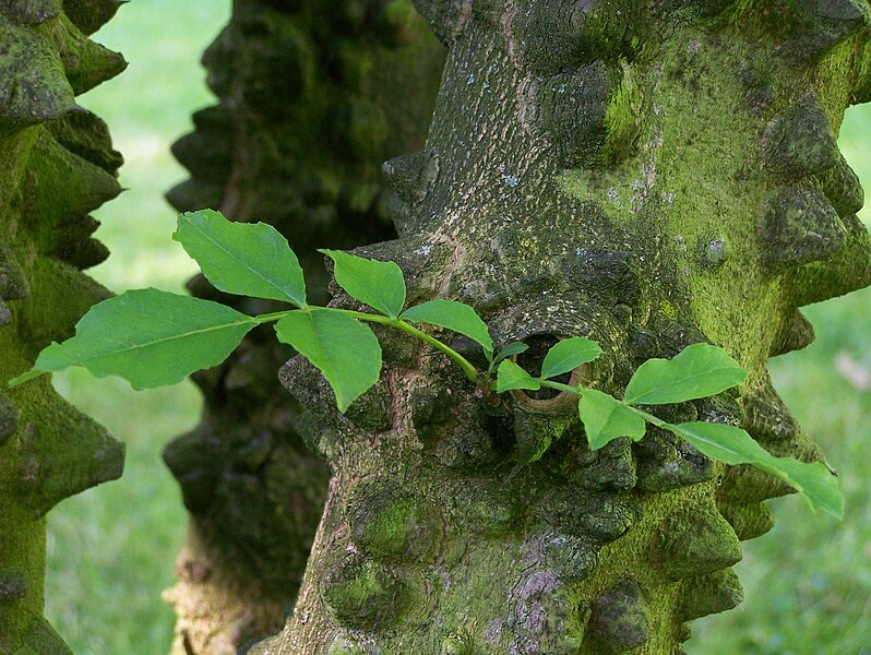 File:Zanthoxylum simulans Hance.JPG