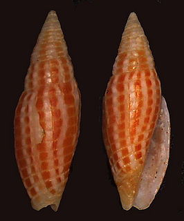 <i>Imbricaria fulgetrum</i> Species of gastropod