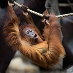 Zoo praha enrichment orangutan sumaterský.jpg