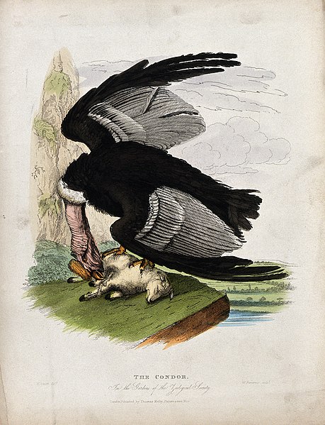 File:Zoological Society of London; a condor attacking a lamb on a Wellcome V0023118.jpg