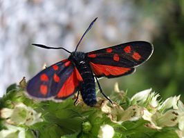 Zygaena transalpina