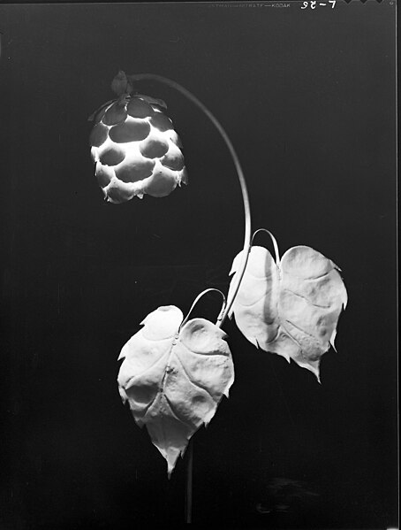 File:"Illuminating flower," 1935 (18274346230).jpg
