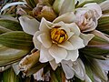 File:(Nymphaea nouchali) lotus flowers bunch 02.jpg