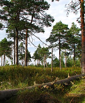 Bažina s borovicí a divokým rozmarýnem poblíž jezera Välie v létě 2010.