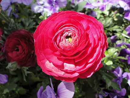 Ranunculus