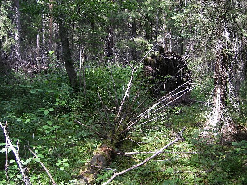 File:Лес близ Красной Горки - panoramio.jpg