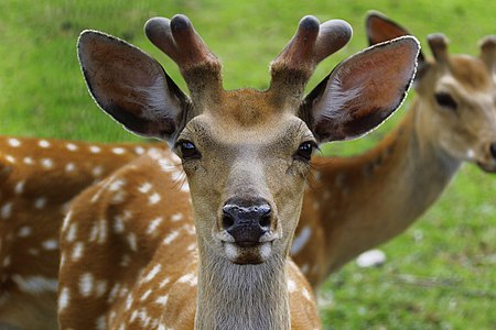 sika deer, Burabay National Park, Akmola Region author — Intero Tillen