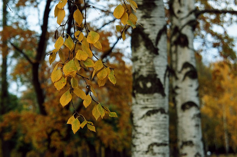 File:Парк победы.jpg