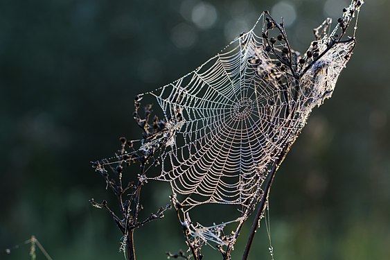 spider web, State Nature Sanctuary "Floodplain of the Irtysh River" (complex), Pavlodar Region author — Ivan ideia