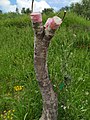 Grafting olive trees with pen to obtain a good variety.