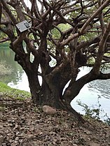 Trunk of Chionanthus retusus