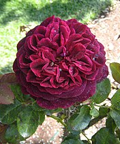 Ying Guo Mei Gui (English rose) Rosa Munstead Wood -Ao Ke Lan Mei Gui Yuan Parnell Rose Garden, Auckland- (46647689721).jpg