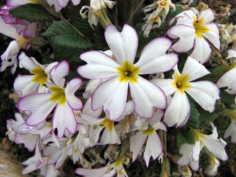 File:藏報春 Primula sinensis -南韓晨靜樹木園 Garden of Morning Calm, South Korea- (33913106756).jpg