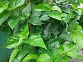 (Nyctanthes arbor-tristis) foliage at Madhurawada 01.jpg