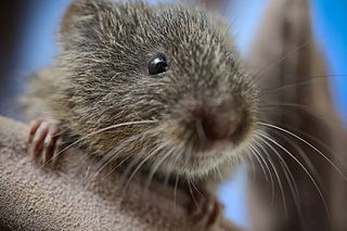 <span class="mw-page-title-main">Amargosa vole</span> Subspecies of rodent