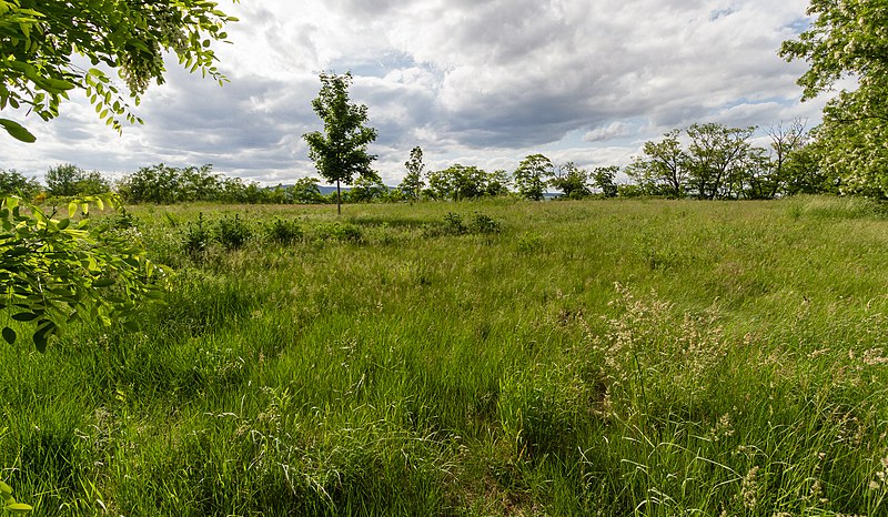 File:047 2015 05 19 Feuchtgebiet am Feuerberg (Wiki Loves Earth 2015).jpg