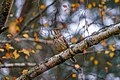 * Nomination Wild Mistle Thrush singing in autumn at Lake Neuchâtel --Giles Laurent 00:02, 29 May 2024 (UTC) * Promotion Good quality. --The Cosmonaut 00:20, 29 May 2024 (UTC)