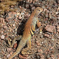 Greater Earless lizard (Cophosaurus texanus), male, Llano Co. Texas (2022)