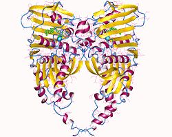 Proteinstrukturen för topoisomeras IIα