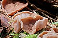 Gyromitra leucoxantha