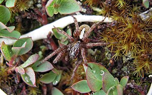 Alpine Volesus (Arctosa alpigena), male