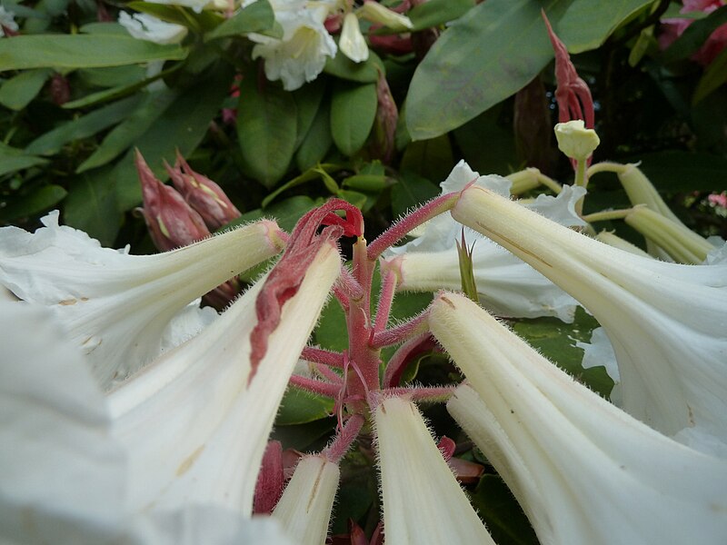 File:20120724 LostLagoon RhododendronAuriculatumWhite Cutler P1280129.jpg